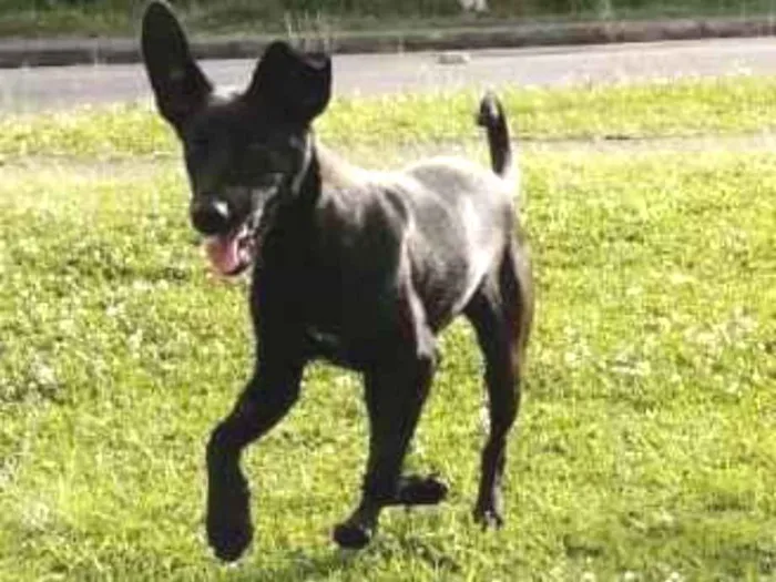 Cachorro ra a SRD idade 7 a 11 meses nome Azabache