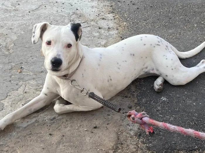 Cachorro raça  idade 4 anos nome Bela 