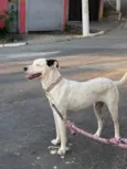Cachorro raça  idade 4 anos nome Bela 