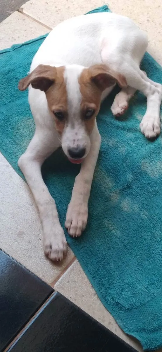 Cachorro raça Mãe labrador e pai sem raça de idade 2 a 6 meses nome Nina