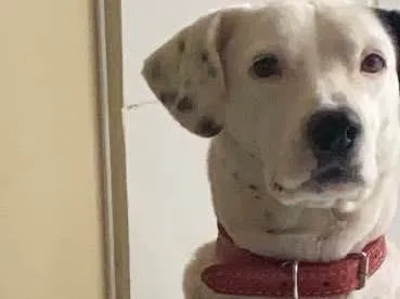 Cachorro raça  idade 4 anos nome Bela 