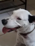 Cachorro raça  idade 4 anos nome Bela 