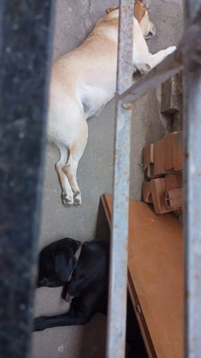 Cachorro ra a Srd idade 5 anos nome 3 labradoras