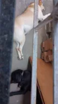 3 labradoras