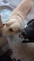 3 labradoras