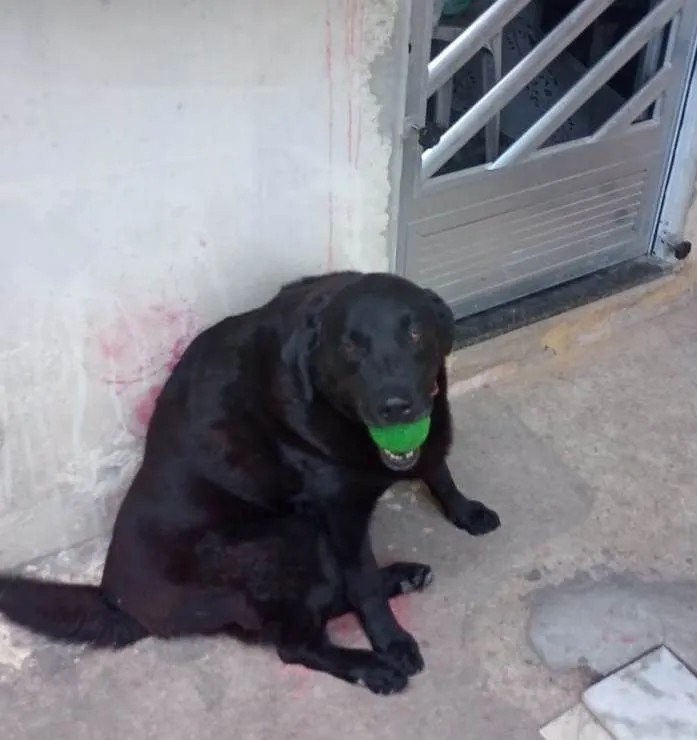 Cachorro ra a Srd idade 5 anos nome 3 labradoras
