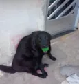 3 labradoras