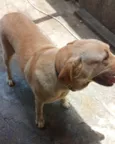 3 labradoras
