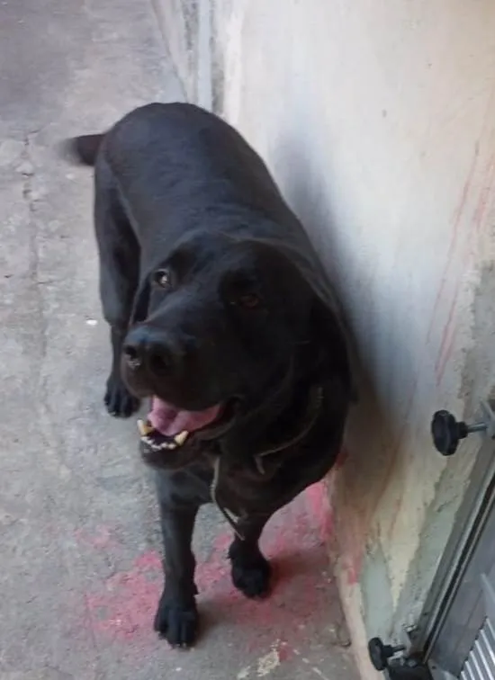 Cachorro ra a Srd idade 5 anos nome 3 labradoras