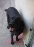 3 labradoras