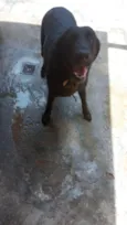 3 labradoras