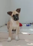 Filhote 2 meses