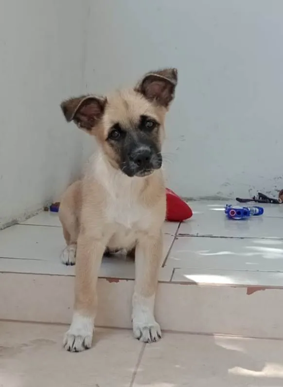 Cachorro ra a Srd  idade 2 a 6 meses nome Filhote 2 meses