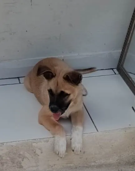 Cachorro ra a Srd  idade 2 a 6 meses nome Filhote 2 meses
