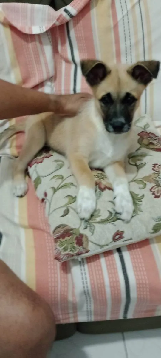 Cachorro ra a Srd  idade 2 a 6 meses nome Filhote 2 meses
