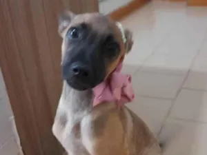 Cachorro raça Srd  idade 2 a 6 meses nome Filhotes 4 meses