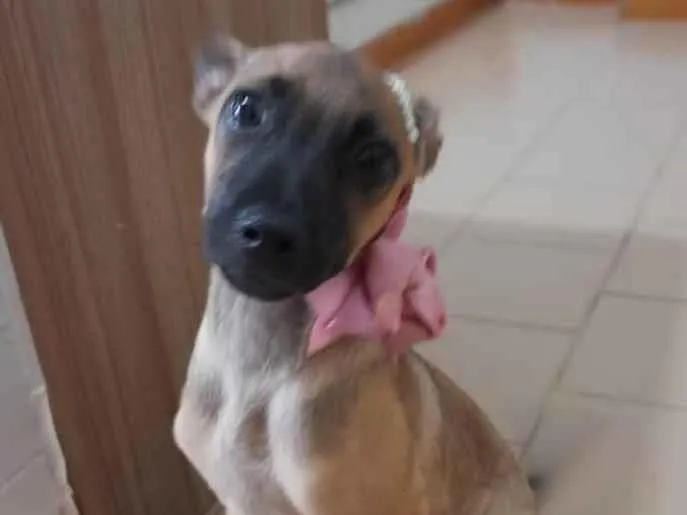 Cachorro ra a Srd  idade 2 a 6 meses nome Filhotes 4 meses