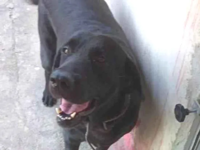Cachorro ra a Srd idade 5 anos nome 3 labradoras