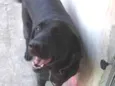 3 labradoras