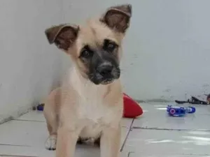 Cachorro raça Srd  idade 2 a 6 meses nome Filhote 2 meses