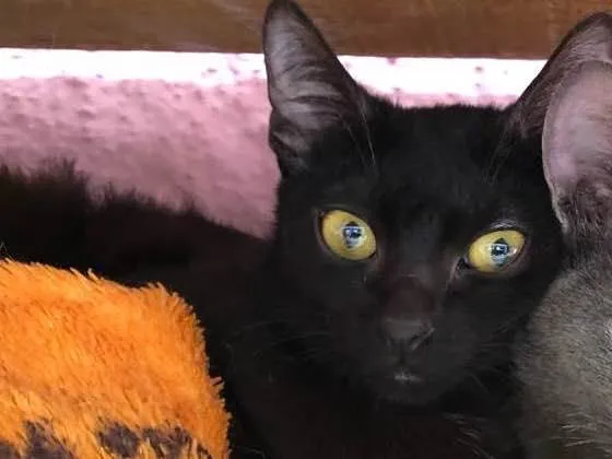 Gato raça Srd idade 2 a 6 meses nome Bruna