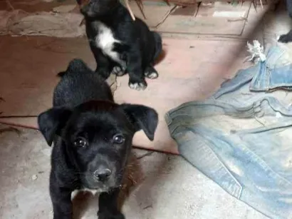 Cachorro raça Srd idade 2 a 6 meses nome Zeus