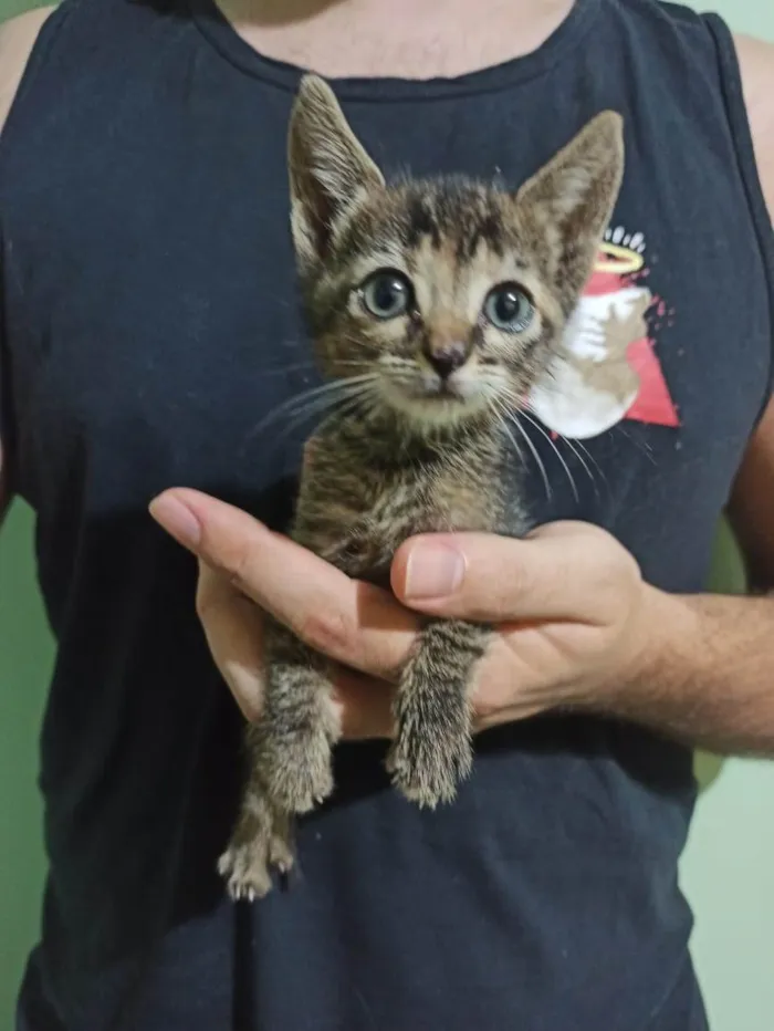 Gato ra a SRD idade Abaixo de 2 meses nome Paçoquinha