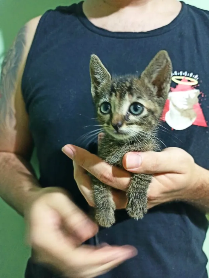 Gato ra a SRD idade Abaixo de 2 meses nome Paçoquinha