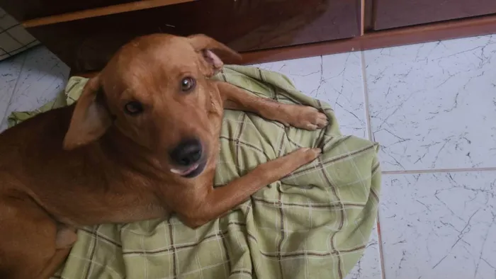 Cachorro ra a Vira-latas caramelo idade 3 anos nome Rogerinho 