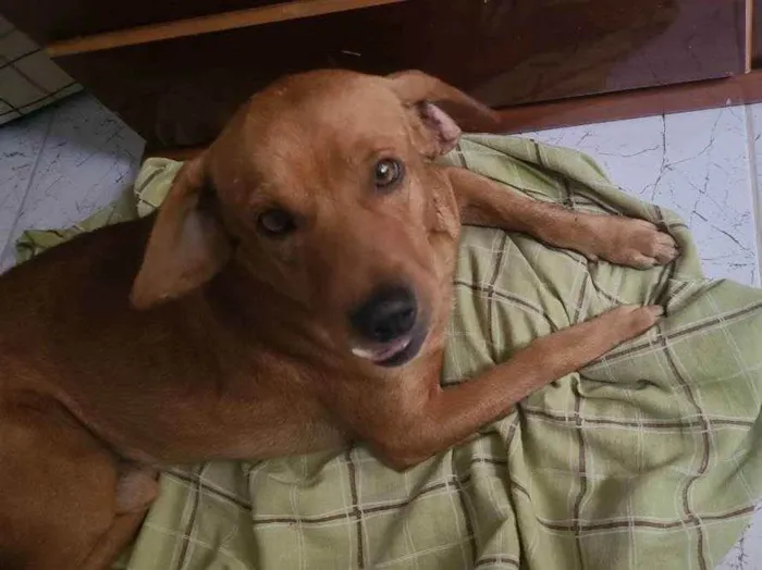 Cachorro ra a Vira-latas caramelo idade 3 anos nome Rogerinho 