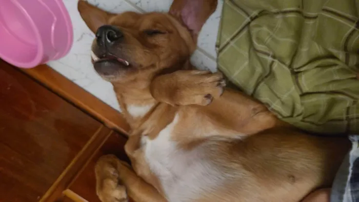 Cachorro ra a Vira-latas caramelo idade 3 anos nome Rogerinho 