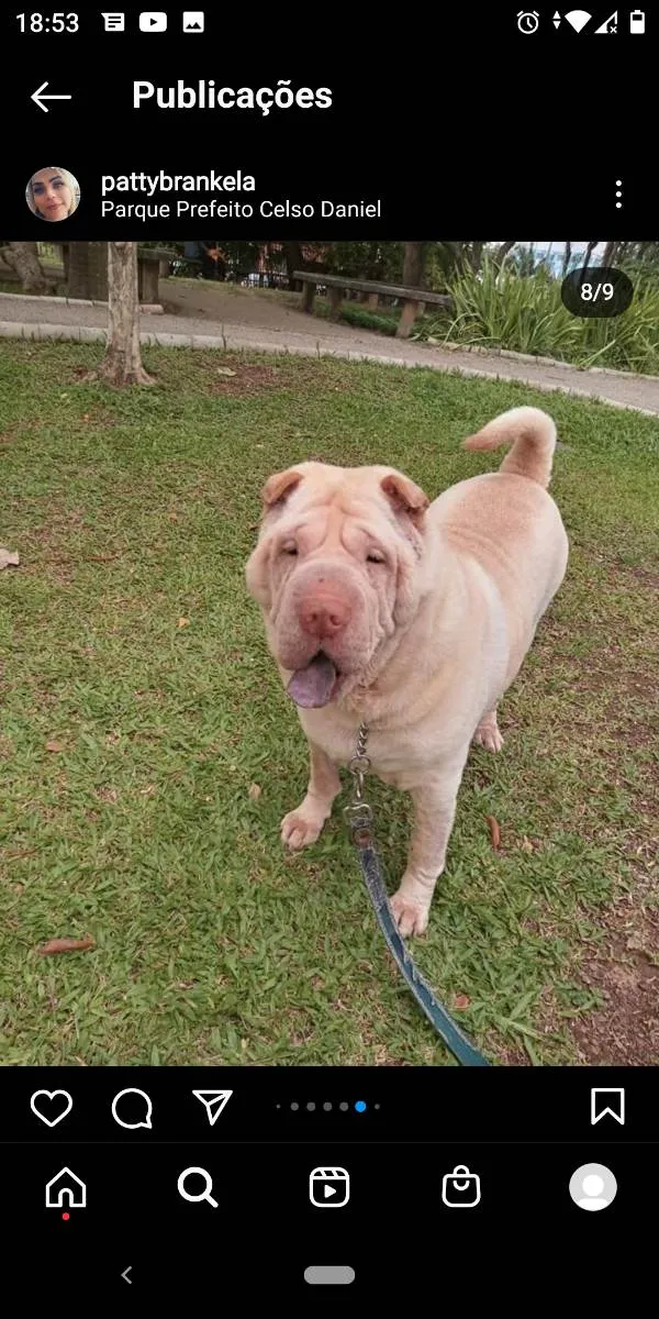 Cachorro ra a Sharpei  idade 5 anos nome Nina