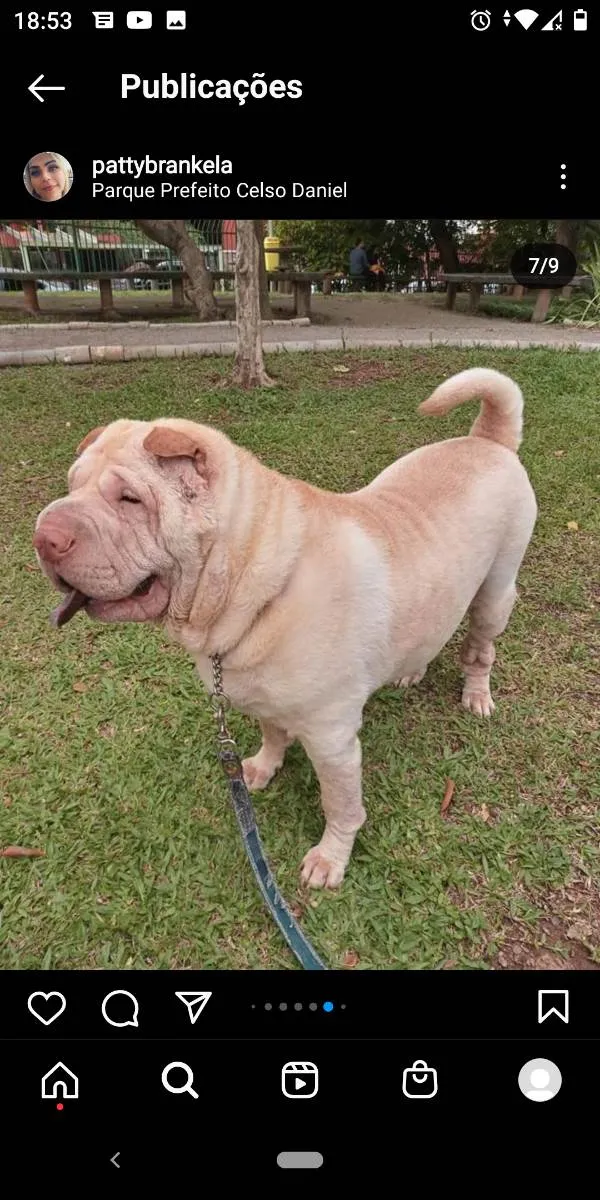 Cachorro ra a Sharpei  idade 5 anos nome Nina