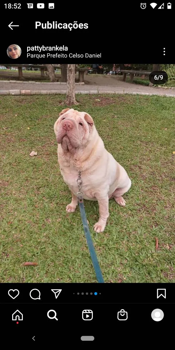 Cachorro ra a Sharpei  idade 5 anos nome Nina