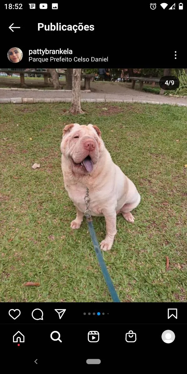 Cachorro ra a Sharpei  idade 5 anos nome Nina