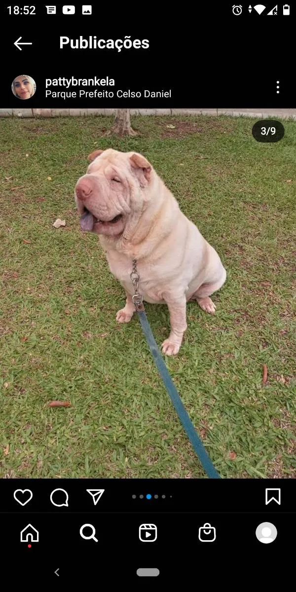 Cachorro ra a Sharpei  idade 5 anos nome Nina