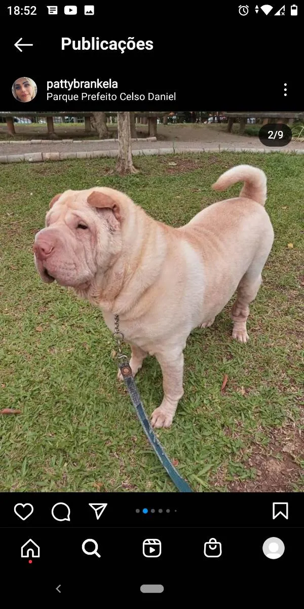 Cachorro ra a Sharpei  idade 5 anos nome Nina