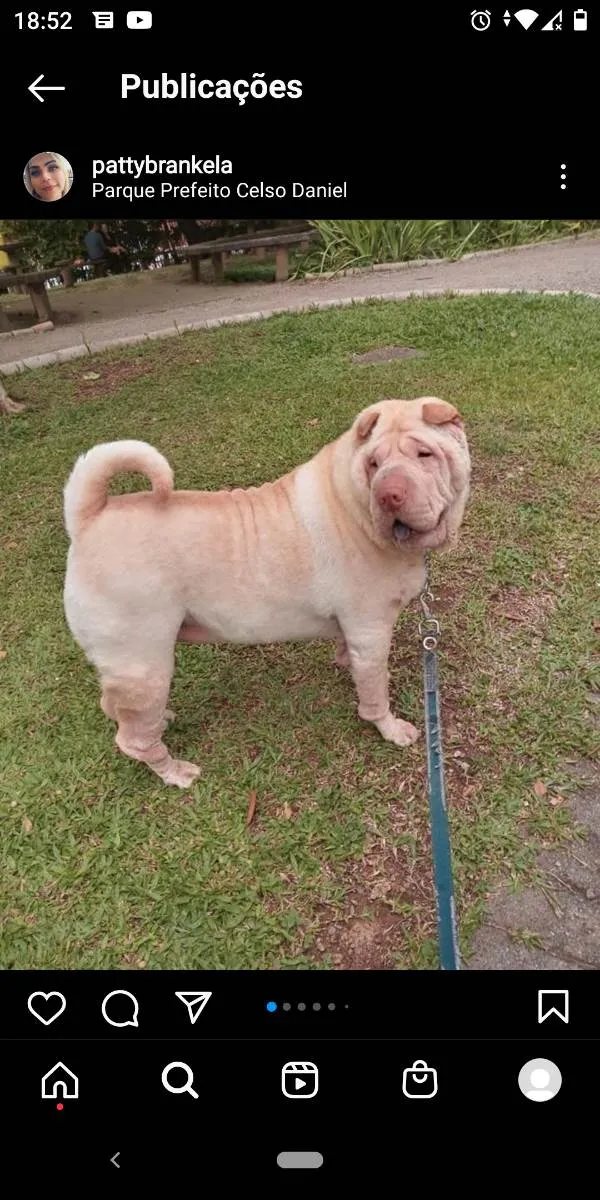 Cachorro ra a Sharpei  idade 5 anos nome Nina