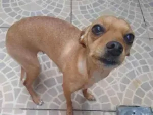 Cachorro raça Pincher 3 idade 3 anos nome Mel