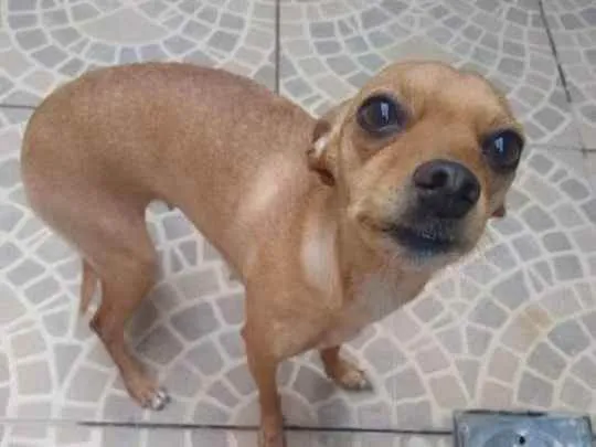Cachorro ra a Pincher 3 idade 3 anos nome Mel