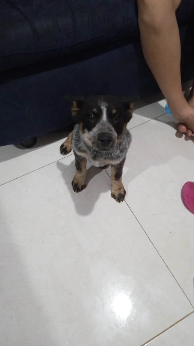 Cachorro ra a Blue heeler  idade 2 a 6 meses nome Sasha e amora