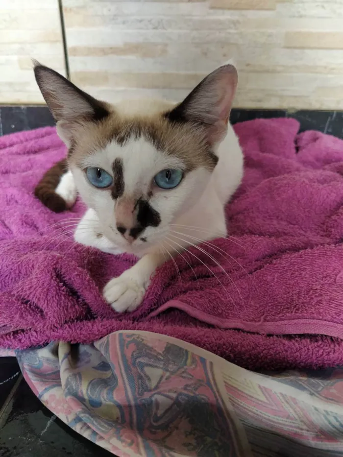 Gato raça SRD idade 7 a 11 meses nome -
