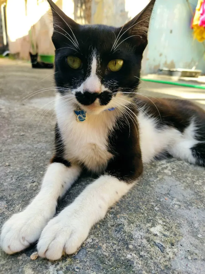 Gato raça SRD idade 7 a 11 meses nome -