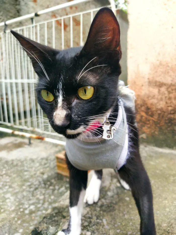 Gato raça SRD idade 7 a 11 meses nome -