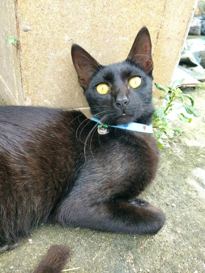 Gato raça SRD idade 7 a 11 meses nome -