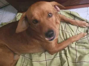 Cachorro raça Vira-latas caramelo idade 3 anos nome Rogerinho 