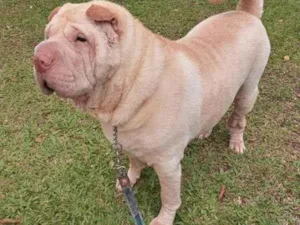 Cachorro raça Sharpei  idade 5 anos nome Nina