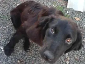 Cachorro raça Mestiço golden Retriever  idade 7 a 11 meses nome Amora