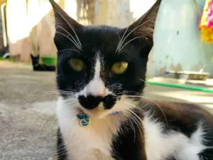 Gato raça SRD idade 7 a 11 meses nome -