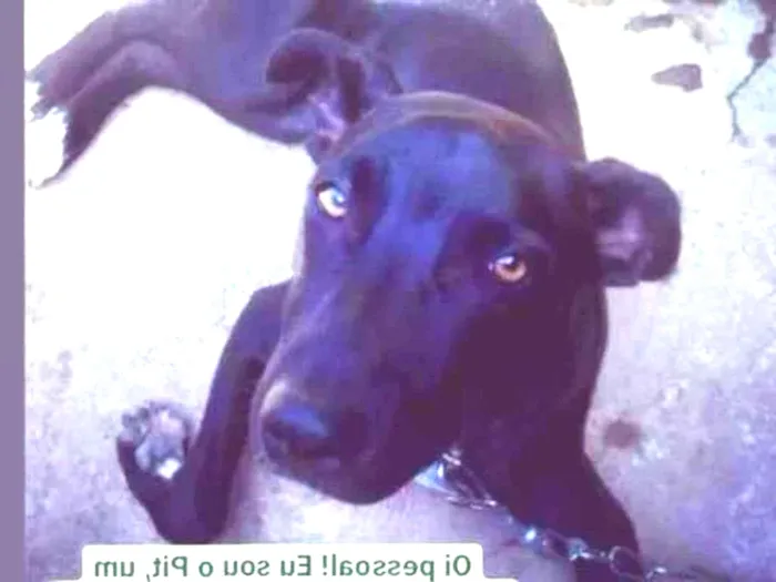 Cachorro ra a SRD idade 2 a 6 meses nome Pit